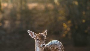 The Last Observatory